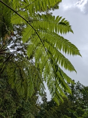 Cyathea arborea, photograph (c) Guillaume Delaitre, some rights reserved (CC BY)