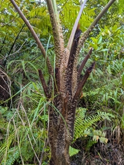 Cyathea arborea, photograph (c) Guillaume Delaitre, some rights reserved (CC BY)