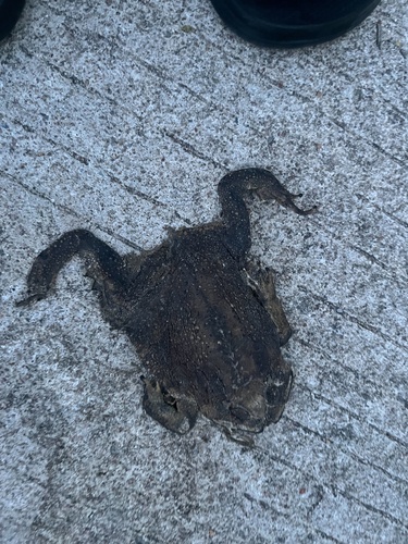 Ingerophrynus quadriporcatus, 2026-08-17