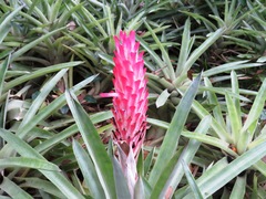 Quesnelia quesneliana