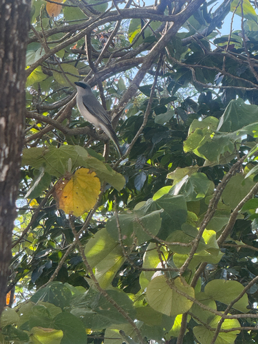 White-bellied Cuckooshrike