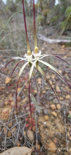 Joseph's spider orchid