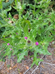 Cirsium brevistylum, photograph author not stated, no rights reserved