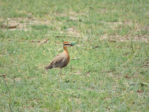 Indian Courser