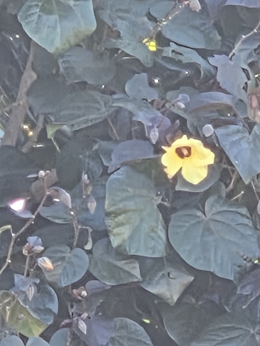 sea hibiscus