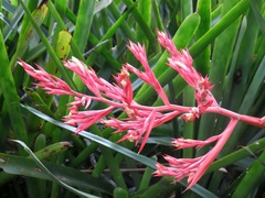 Aechmea sucreana