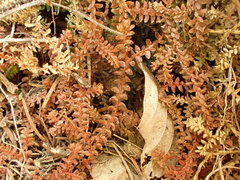Selaginella helvetica