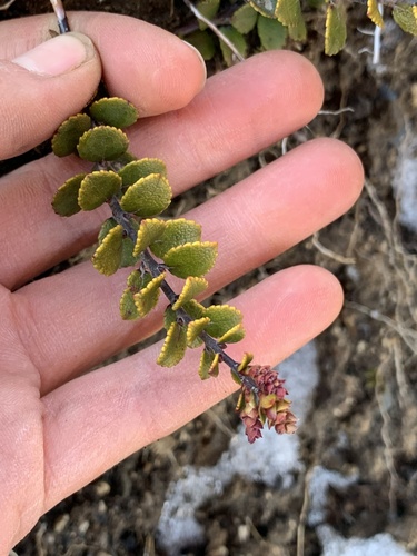Gaultheria colensoi observed 2026-08-17