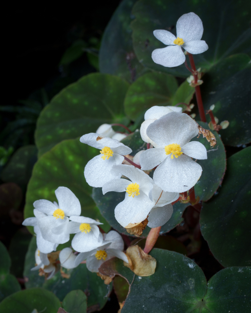 Begonia leprosa (Begonia leprosa)