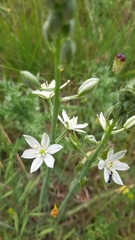 Ornithogalum