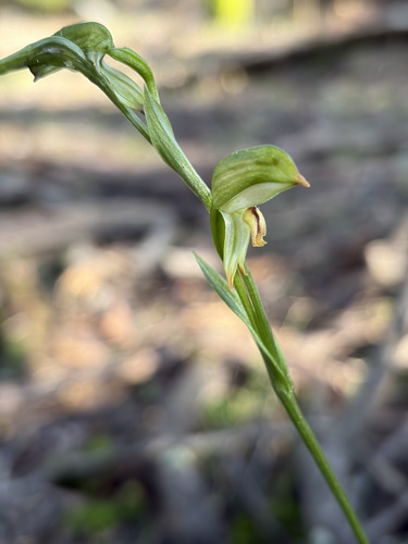 tall greenhood