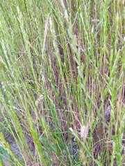 Lolium rigidum