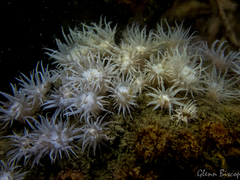 Actinothoe sphyrodeta