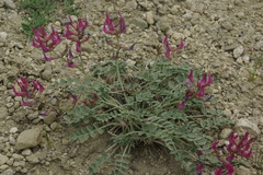 Astragalus cuscutae