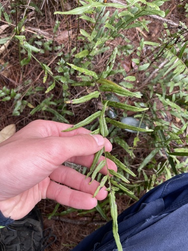 Lindsaea ensifolia observed 2026-08-17