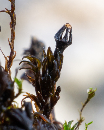 Andreaeobryum macrosporum