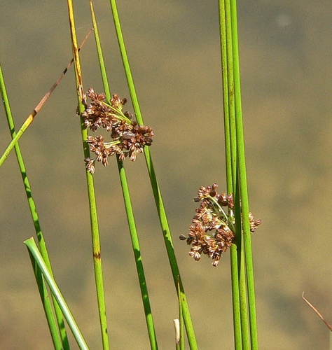 Наблюдение на iNaturalist