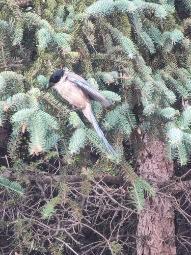 Azure-winged Magpie