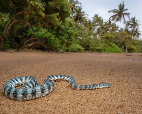 Hydrophis schistosus observed 2026-08-12