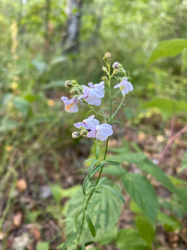 Pale Toadflax