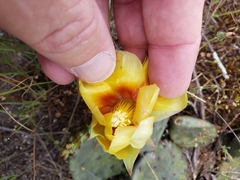 Opuntia cespitosa