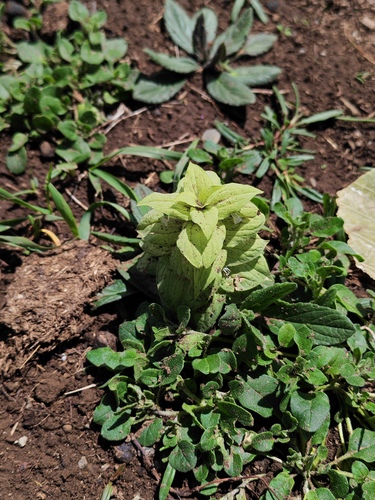Ajuga lupulina