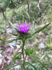 Liatris compacta