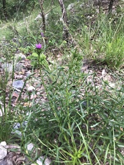 Liatris compacta