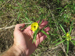 Acmaeodera ornatoides