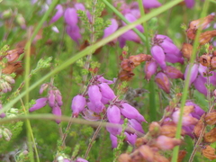 Erica ciliaris, photograph (c) DDutrey, some rights reserved (CC BY)