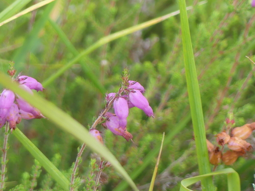 Erica ciliaris, photograph 6