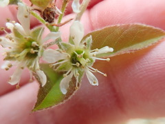 Amelanchier nantucketensis