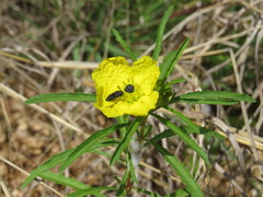 Acmaeodera ornatoides