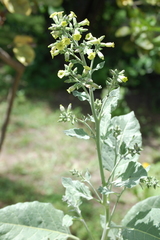 Nicotiana rustica