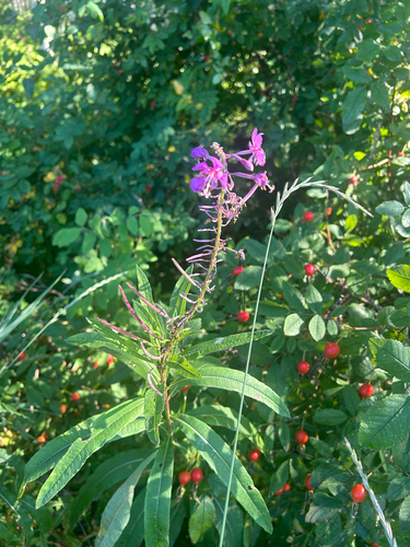 fireweed