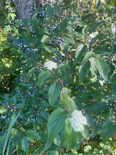 red osier dogwood
