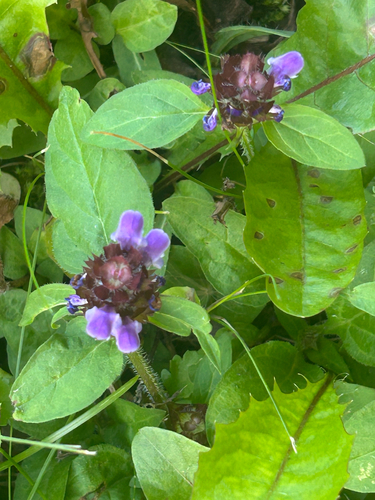 common selfheal