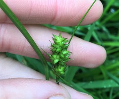 Carex arkansana
