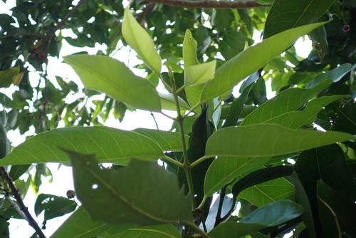 Syzygium nervosum observed 2026-08-17