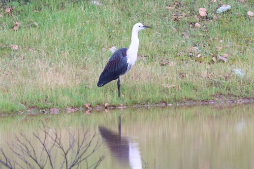 White-necked Heron