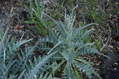 Cirsium douglasii