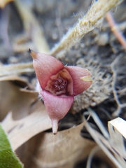 Asarum canadense reflexum