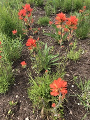 Castilleja coccinea