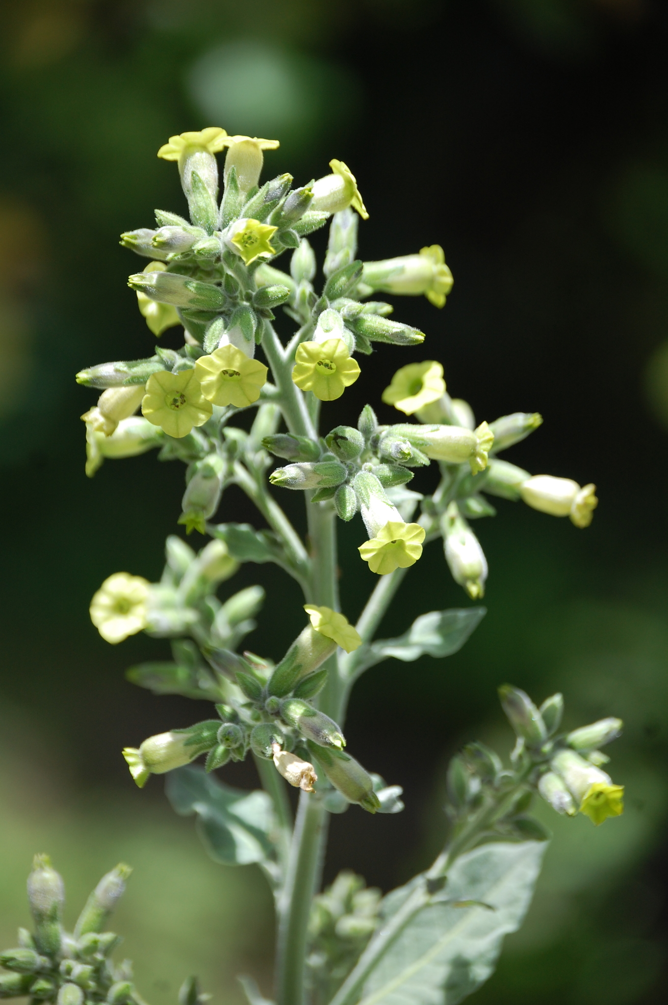 Nicotiana rustica