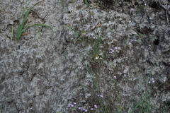 Leptosiphon androsaceus