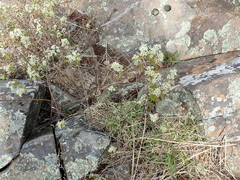 Amelanchier nantucketensis