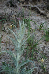 Cirsium douglasii