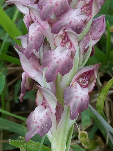 Anacamptis coriophora subsp. fragrans image