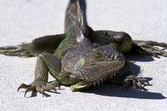 Iguana iguana