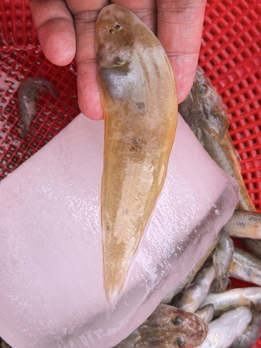 Drielijn-tongtong (Cynoglossus trigrammus) — Cynoglossidae — 2